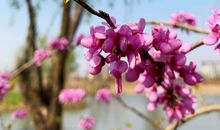 感动是生命绽开的花簇