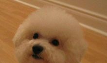 我最喜欢的小狗