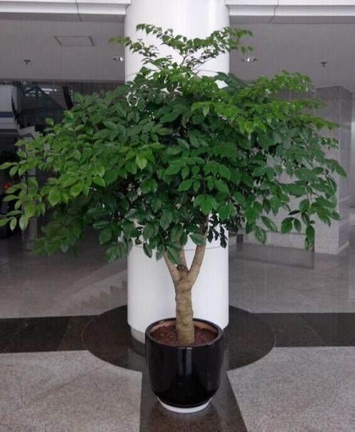 谢谢你的爱