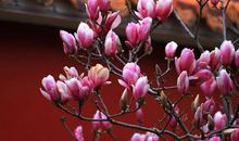 倾听为梦想而绽放的声音