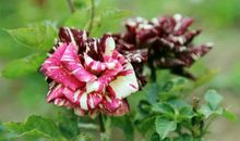 就这样走进玫瑰园