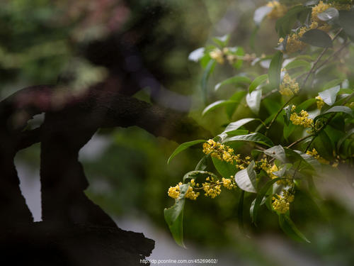 又一年的桂花