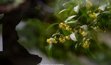 又是一年桂花香