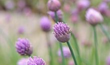 来自鸟儿们的一封信