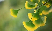 一叶知秋更知恩