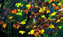 叶落梧桐听雨声