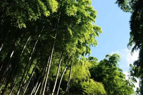 竹子的启示