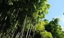 毛竹给我的启示