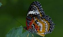 读《蝴蝶，飞》有感