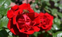 我的心中你最美