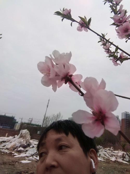 我青年时期有桃花山