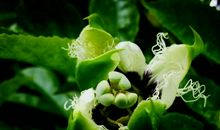 最精彩绝伦的生命