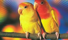 文言文《鹦鹉灭火》的寓意