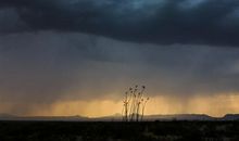 暴风雨中的生命