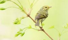 鹦鹉灭火原文及翻译