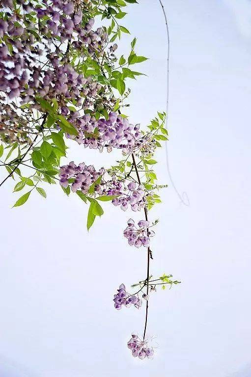 紫藤花