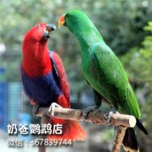 鹦鹉火对正义的理解