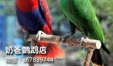 鹦鹉灭火对义的理解