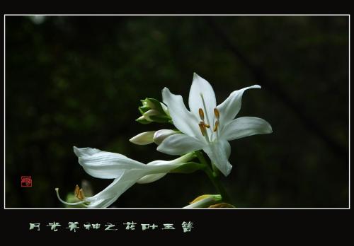 寻求美丽