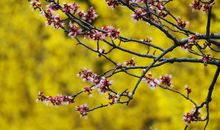 又是一年春草绿