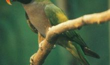 《鹦鹉灭火》给我们的启示