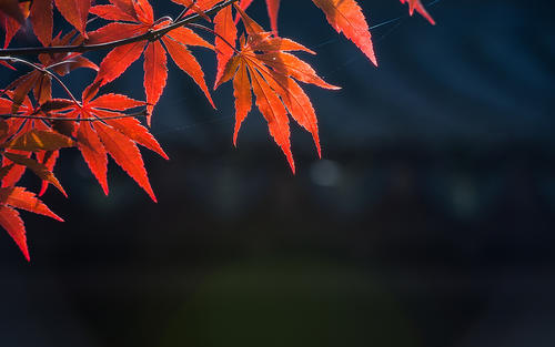 枫红