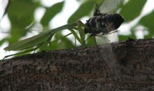 螳螂捕蝉文言文告诉我们一个什么道理?