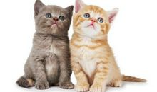 我最喜欢的小动物