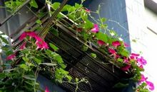 阳台上的牵牛花