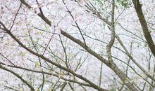 我爱江南的春天