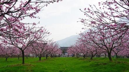 山坡上的桃树
