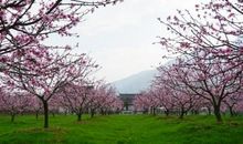 山坡上的那棵桃树