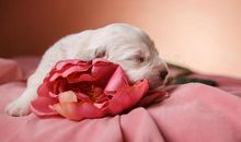 狗宝宝的圣诞美梦