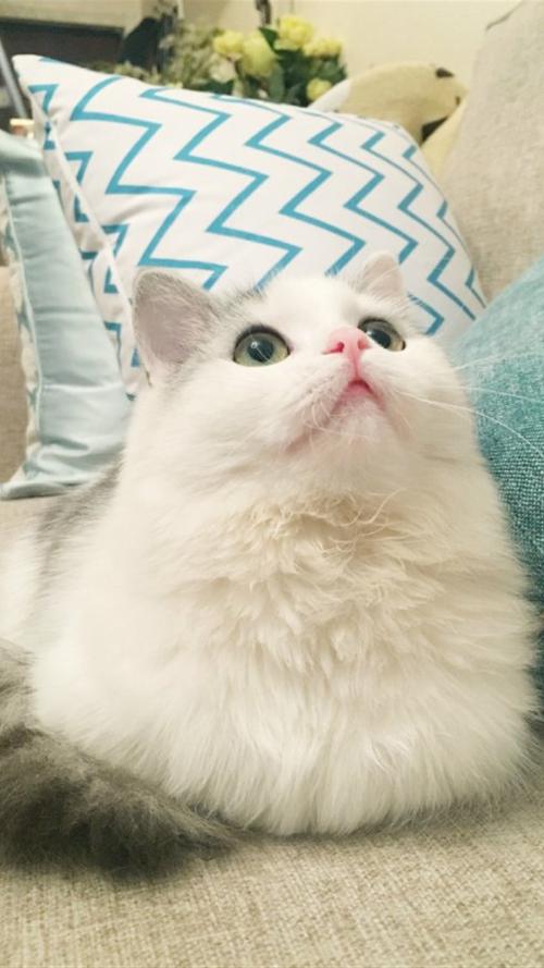 可爱的猫
