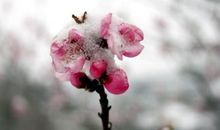 雪里桃花
