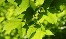 给大自然的回信