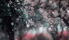 烟雨清明，悠悠我心