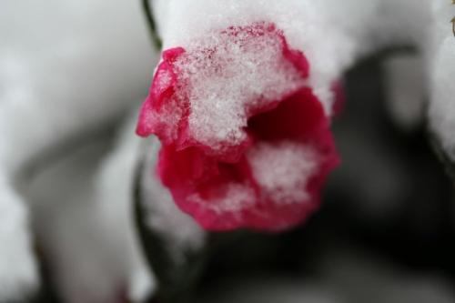 雪中​​的阳光