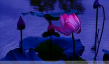 我陶醉在荷塘美色之中