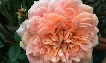 你的优雅让我记住了你