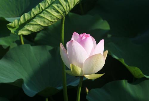 世界的真理，善良与美丽