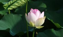 人世间的真善美