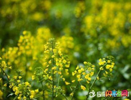 我爱油菜花