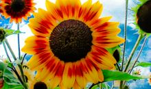 有爱就有美的收获