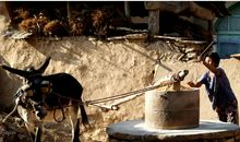 城市里的“驴子”_400字