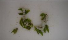 蚕蜕成蝶，必先结蛹