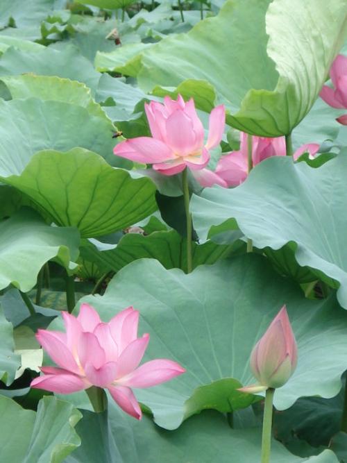 我眼中的夏天