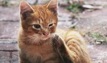 瞧！那只调皮的小猫