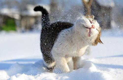 特殊的雪