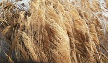 衰草连天处，是我家乡